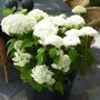 Hydrangea 'Strong Annabelle'